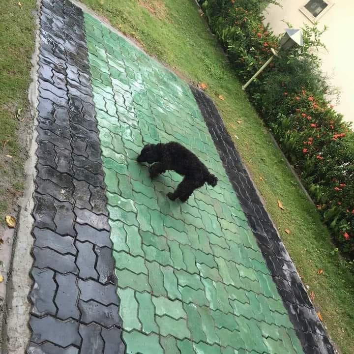 436001450_730596732608962_2404160420656419849_n